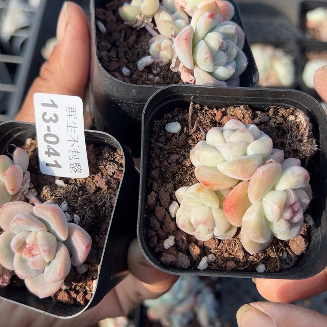 沉****川小卡拉米糖心一物一拍13-41