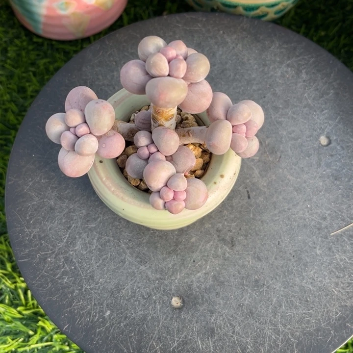 ?*妈汤圆多肉老庄圆滚滚