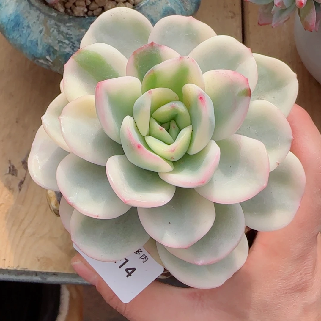 勇敢锦，8214多肉植物