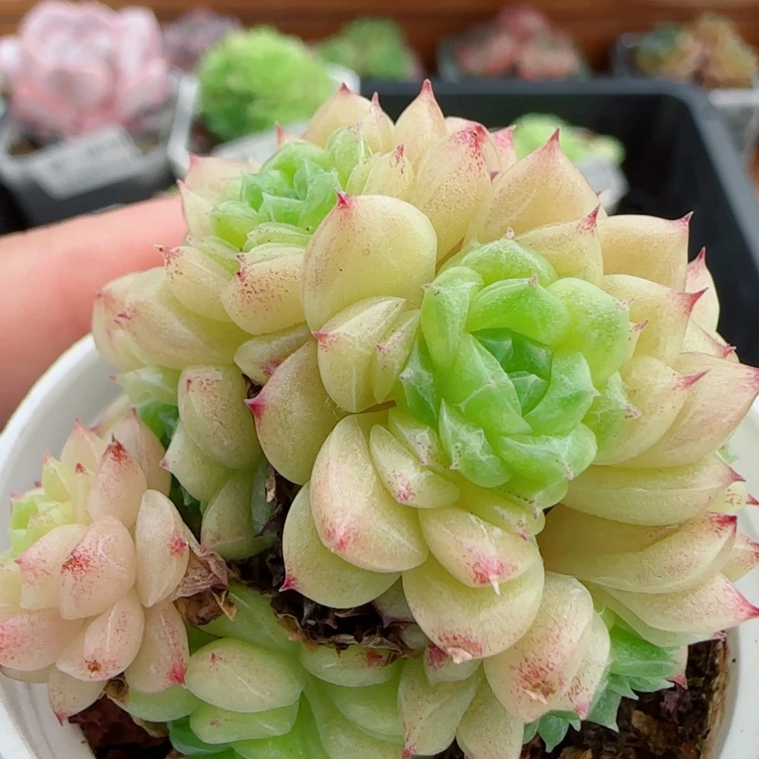 花语逸镜0919-32散