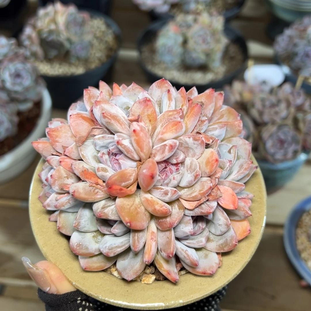 十头小脸手捧哈哈哈