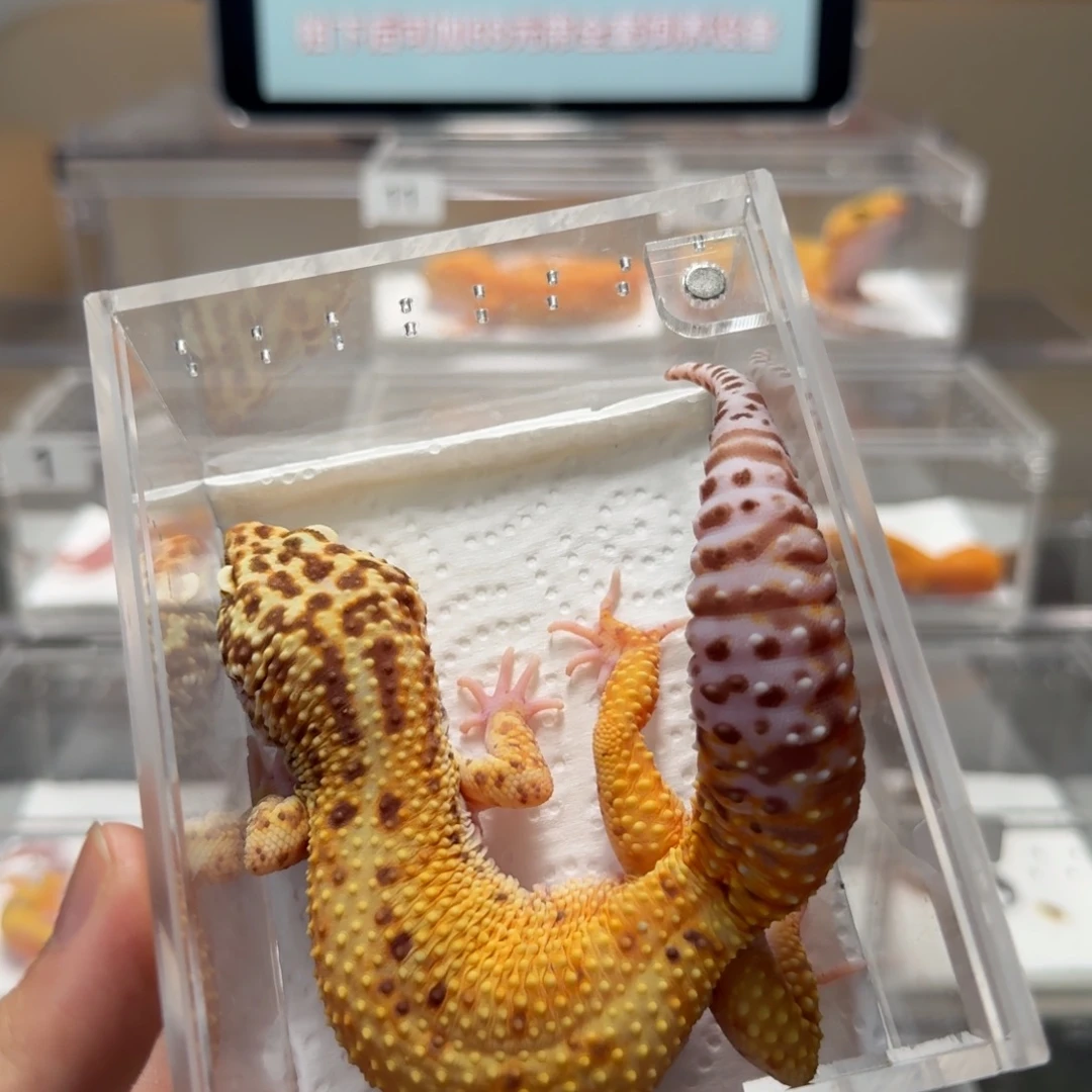 豹纹守宫贝尔暴龙成体公
