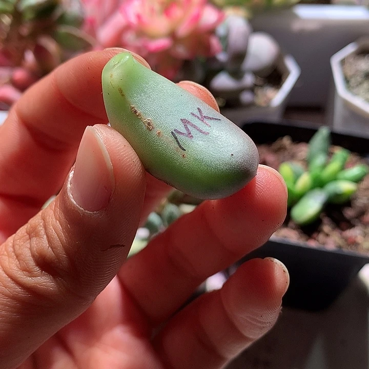 米可锦锦锦锦锦叶片