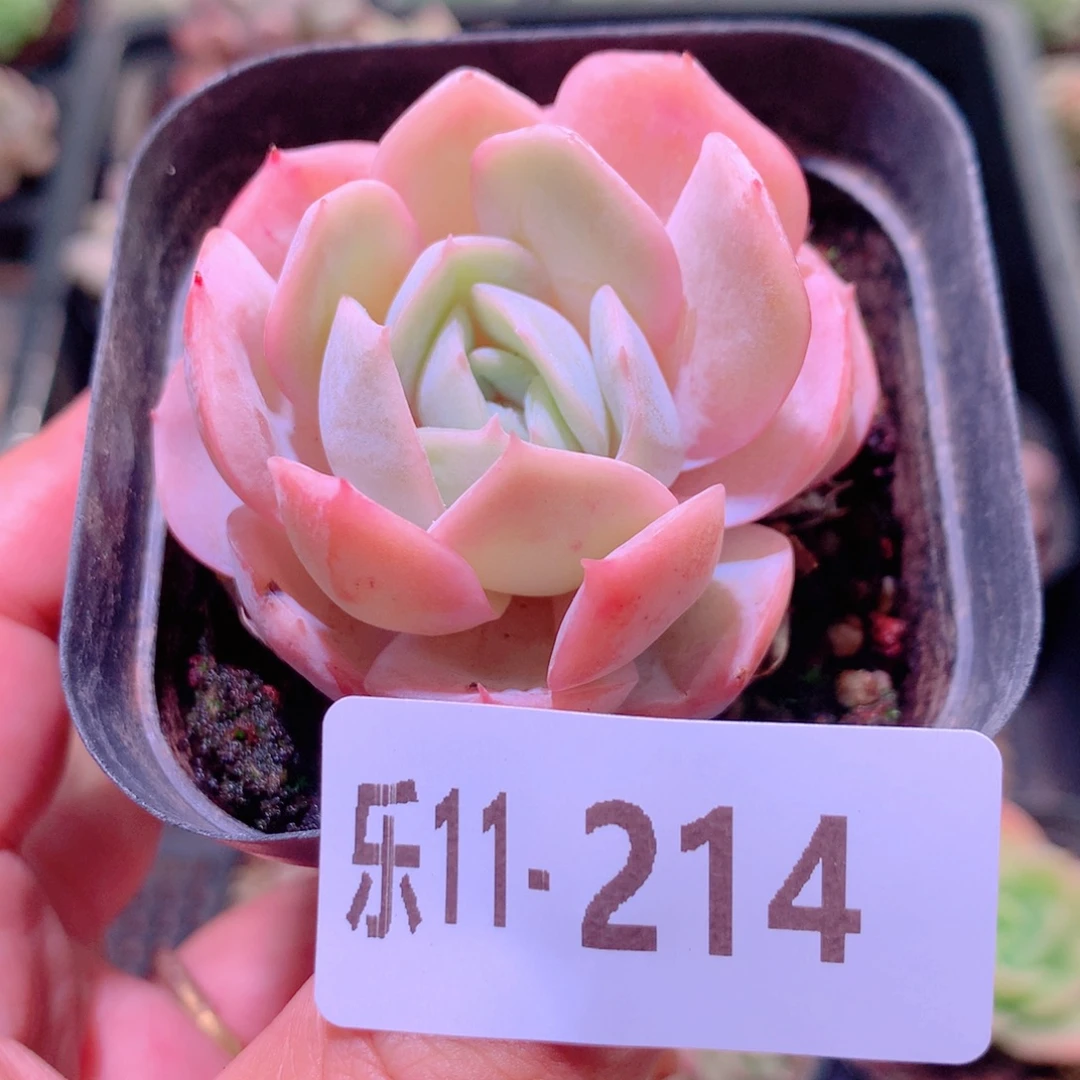 乐然11-214 蓝色惊喜