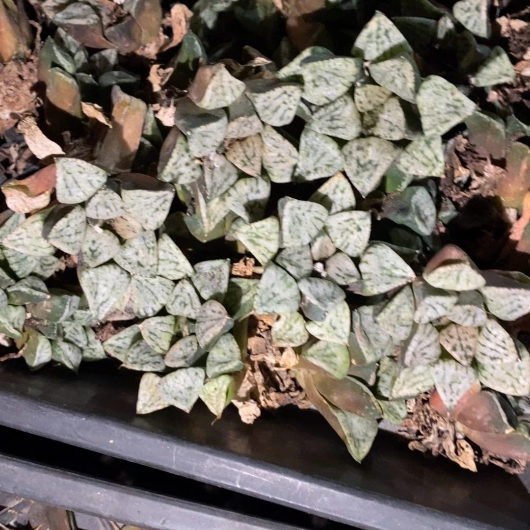 2715 一颗大潘多拉魔盒 挑大的发货 元旦福利