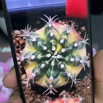 672-0513泰国发货多肉