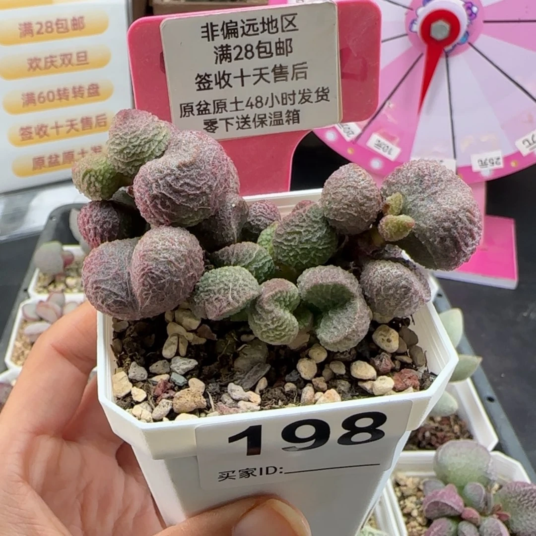 198水蜜桃多肉植物