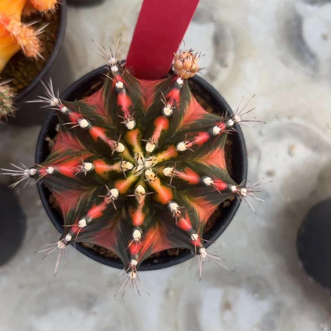 L540-0104泰国发货 杜鹃