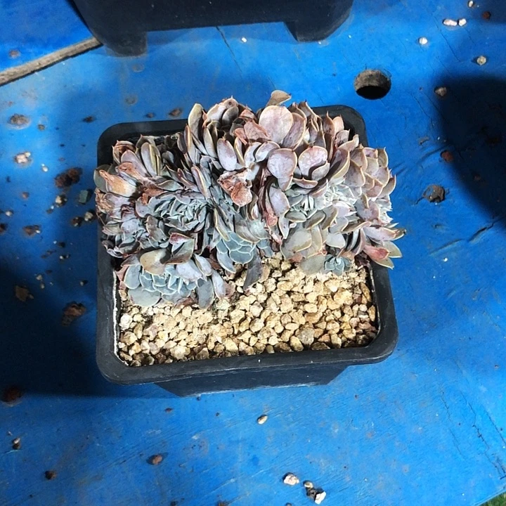 M*n天赐缀化多肉植物