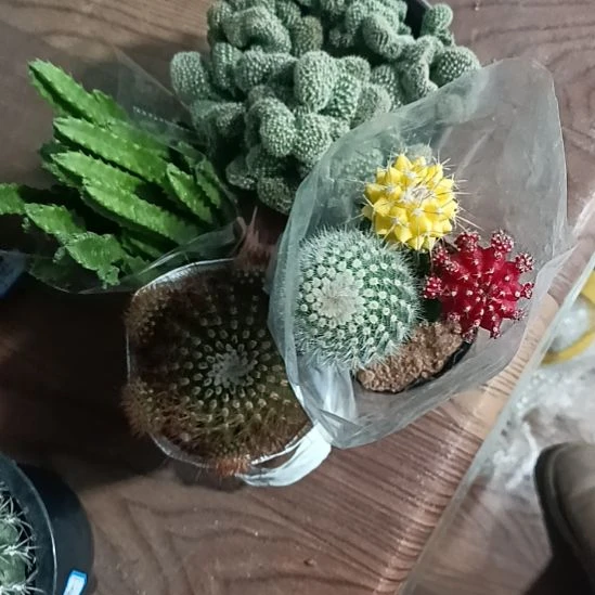 花花世界迷人眼球球好养
