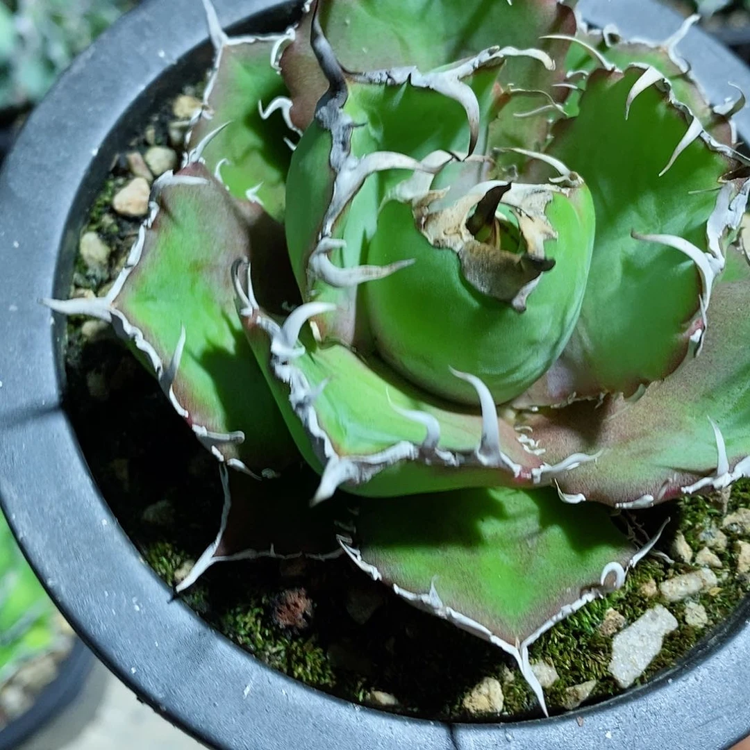 多肉植物龙蛇兰植物