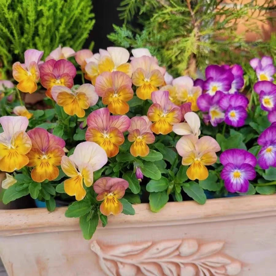 【拍五发六】角堇盆栽带花苞耐寒好养适合阳台庭院的冬季花卉