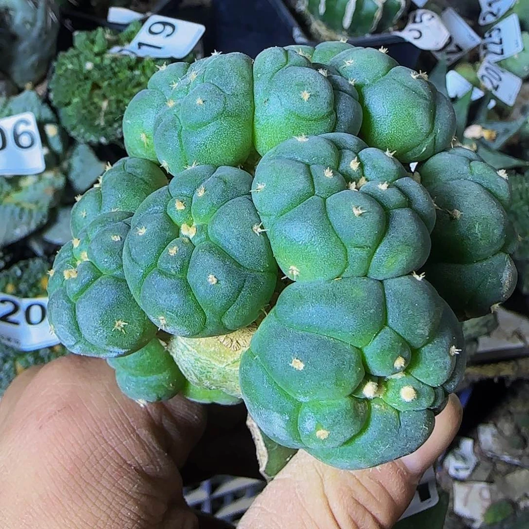 大尤群头085仙人球开花