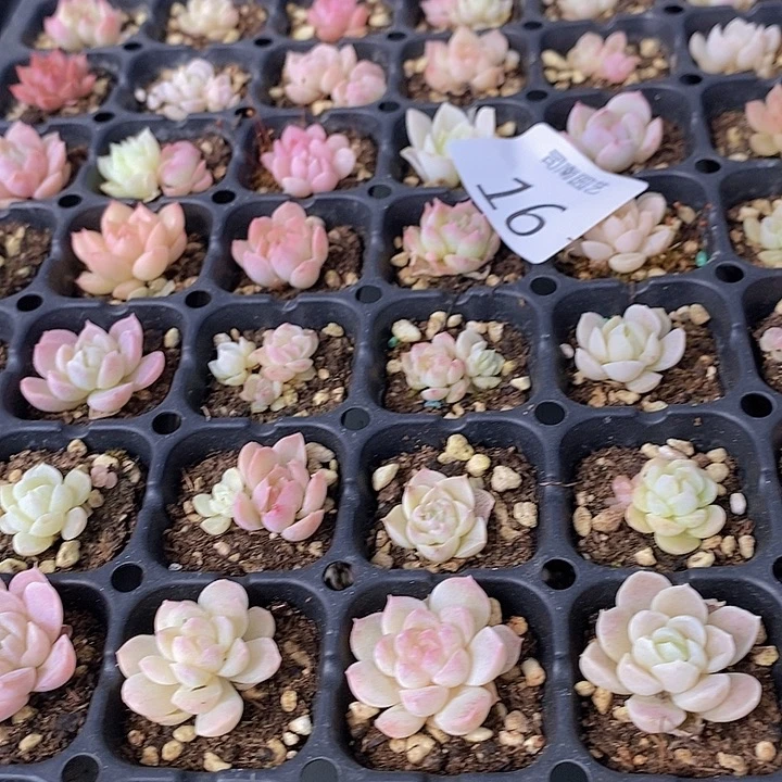 16 多肉植物盆栽花卉