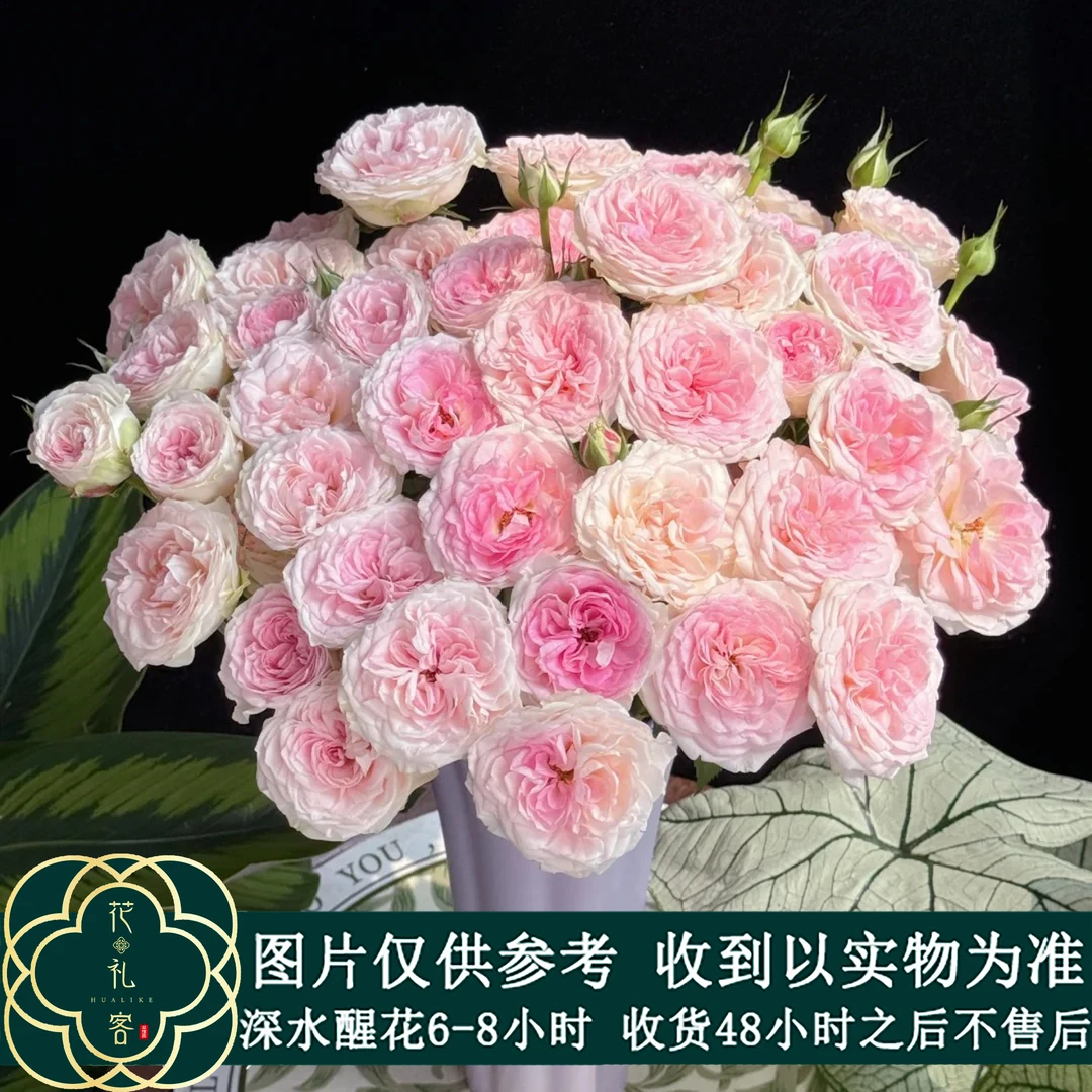 七叶花坊#多头玫瑰 【花间公主】鲜花优选 顺丰直发