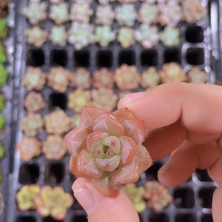 星空骆驼精品多肉