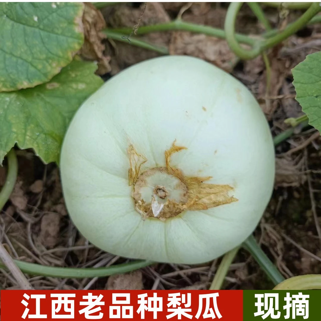 江西梨瓜露天白甜瓜香瓜宜春本地香瓜白梨瓜农家自种甜瓜包邮
