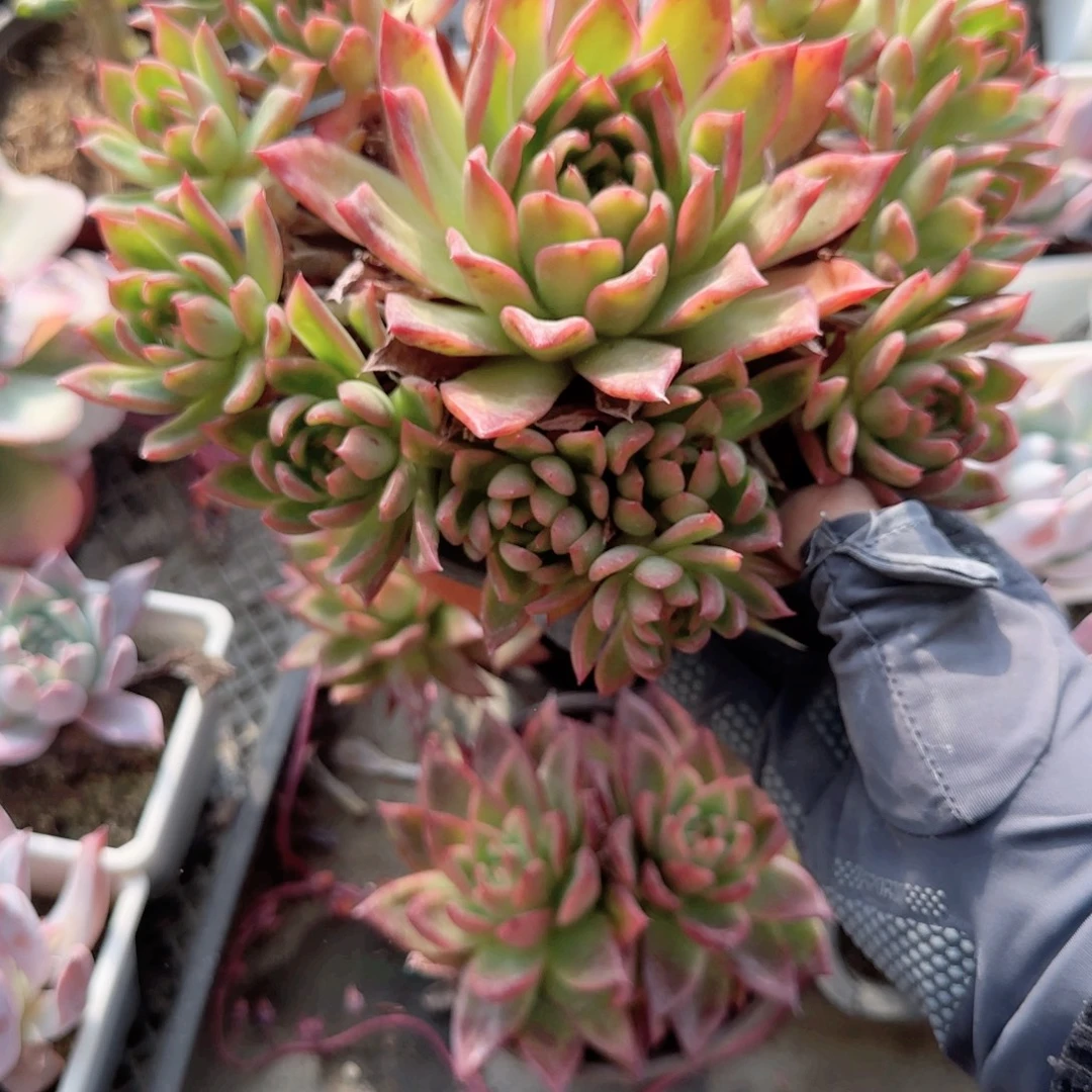 无花朵红东云手捧