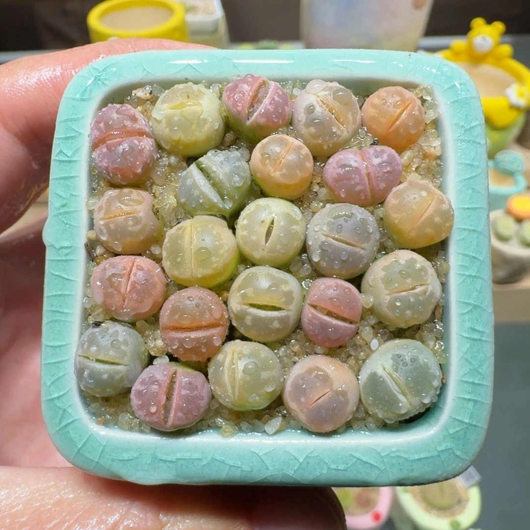 红陶蘑菇747橄榄