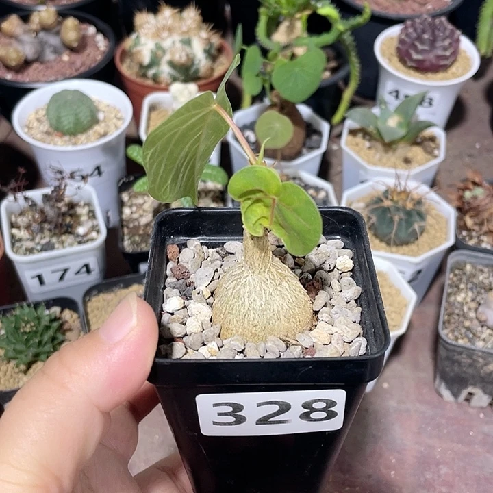 328红脉榕块根植物