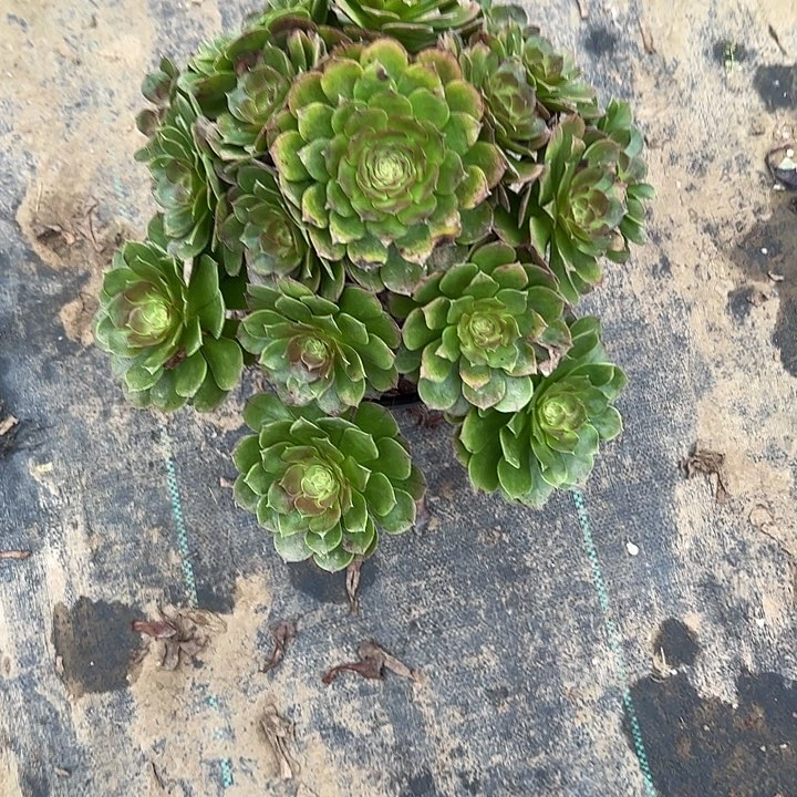 多肉法师植物链接43