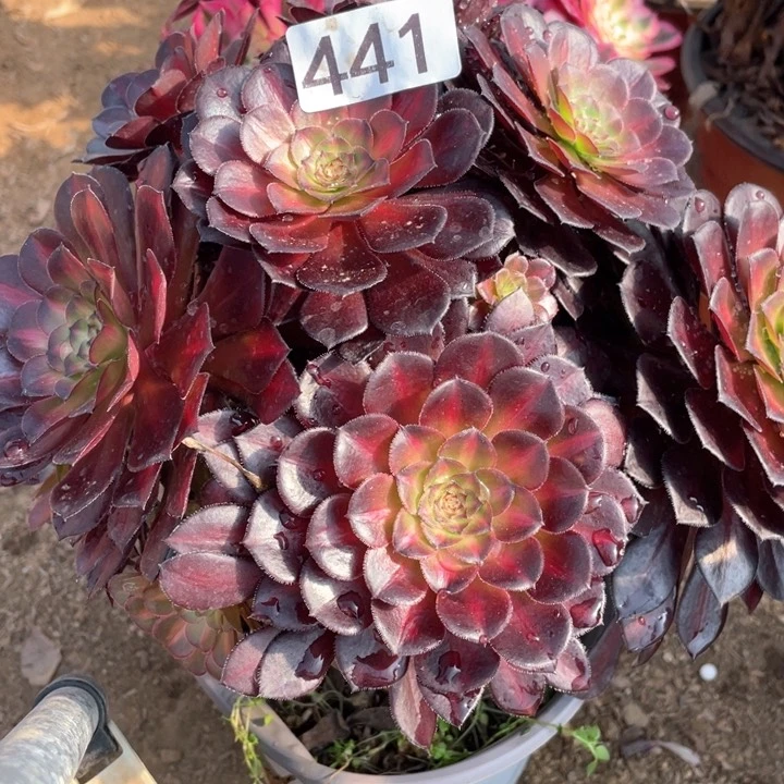 441多肉黑铜中斑