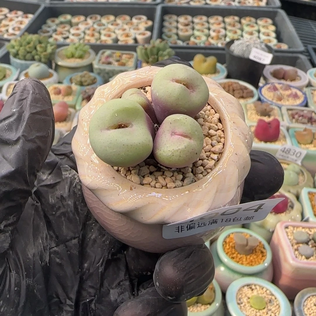 4904--一物一拍 带盆