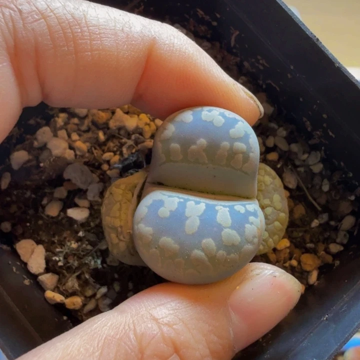 一***╮多肉葡萄的季节55