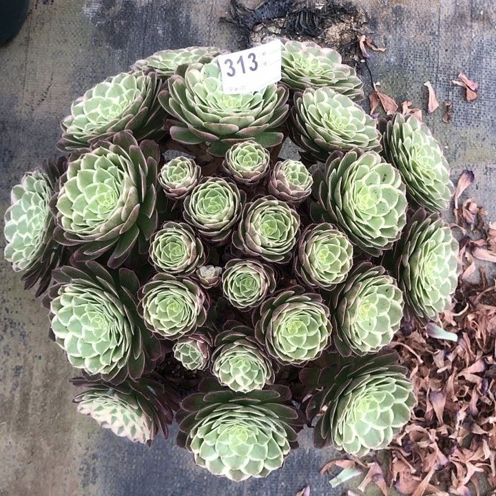 313桃美人多肉法师