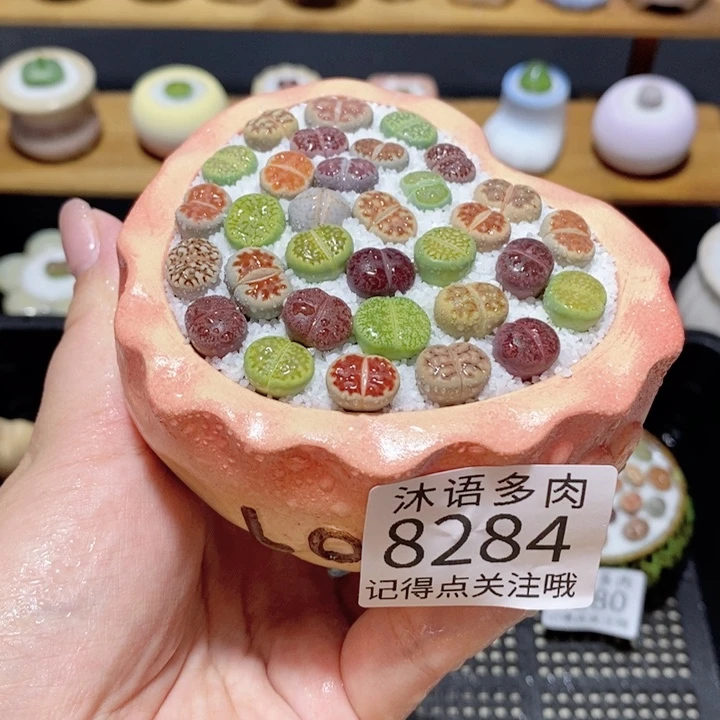 带盆土植物 精美盆栽8284
