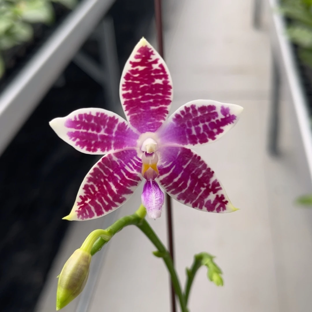 完全开放1488 2.8寸蓝盾交蓝路帝 一物一拍