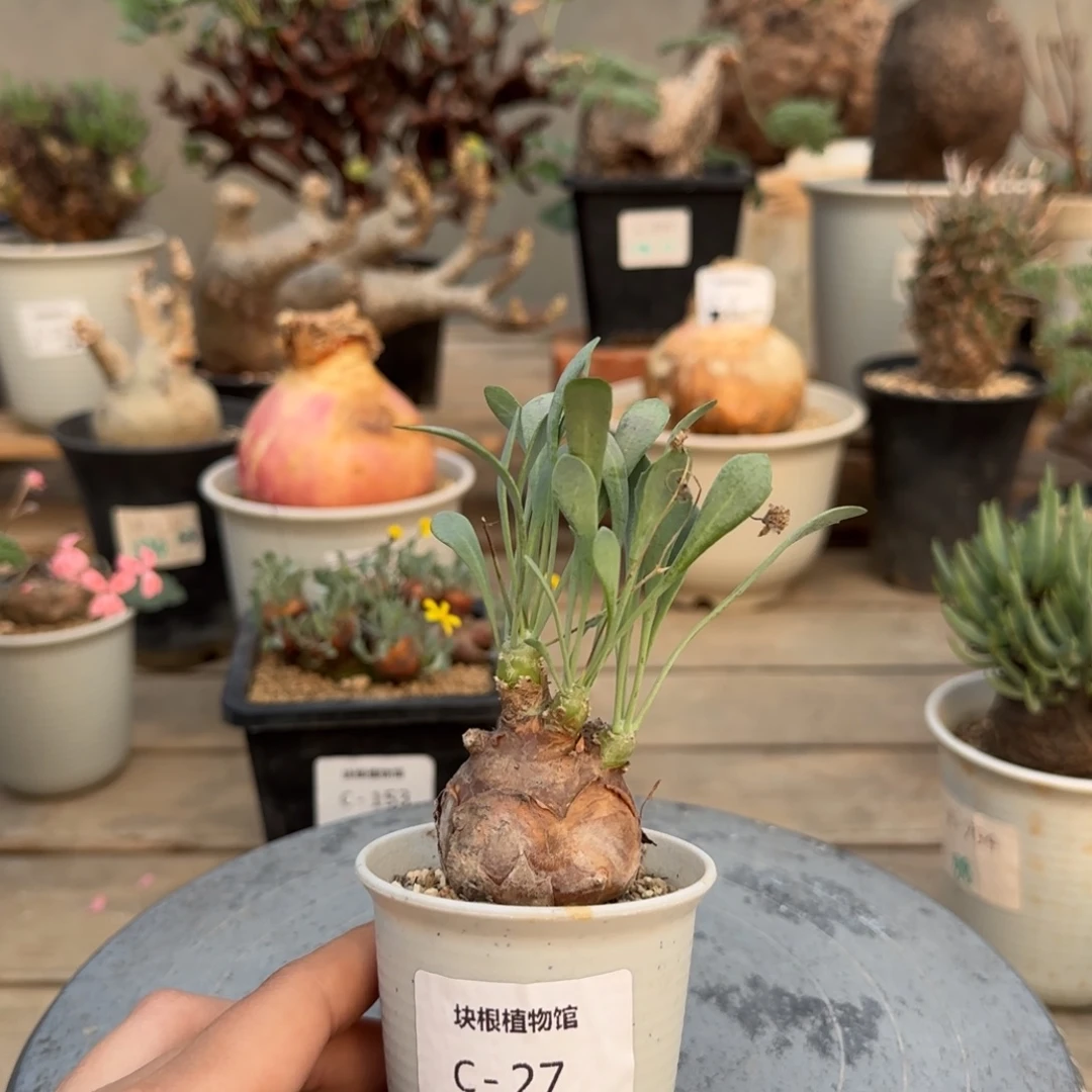 27开普敦不带盆发货