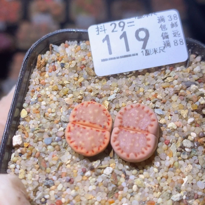 精品生石花29.119