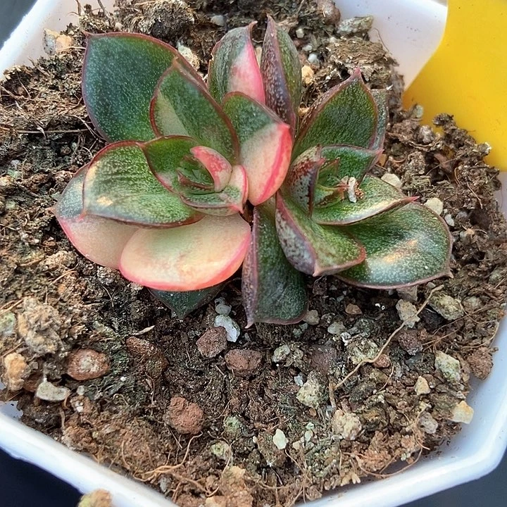 多肉植物麒麟座锦864多肉