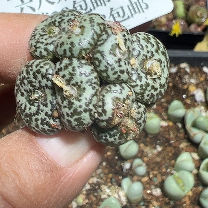 086号有伤特价安贞
