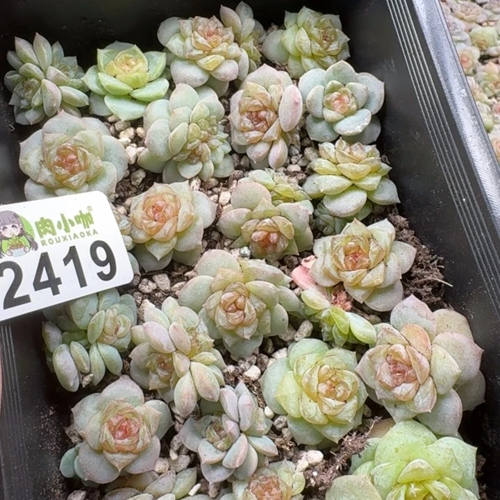 泡***x多肉植物多肉植物