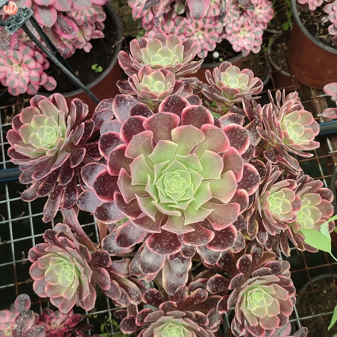 兔***兔多肉法师锦欧佳丽法师