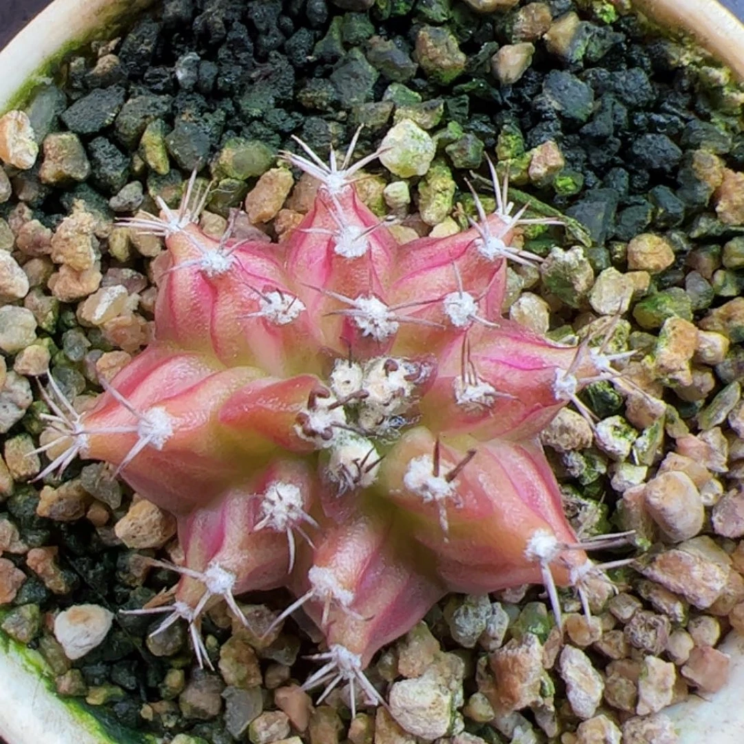 当前无花朵，栽培后可花朵