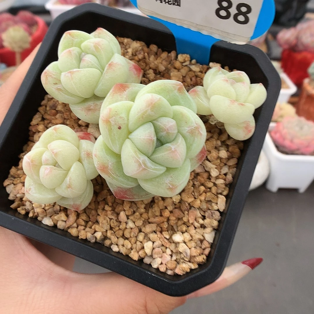 88四头琥珀冰玉决绝子