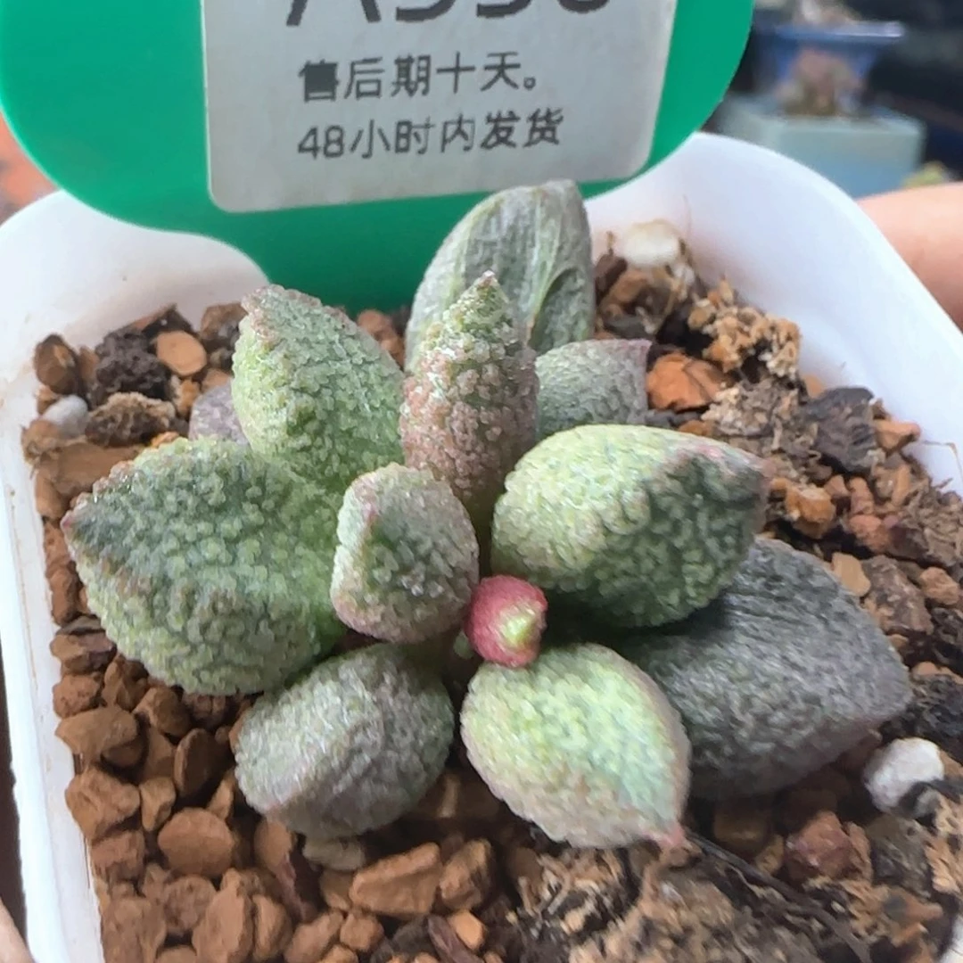 E***O赠品。     556。