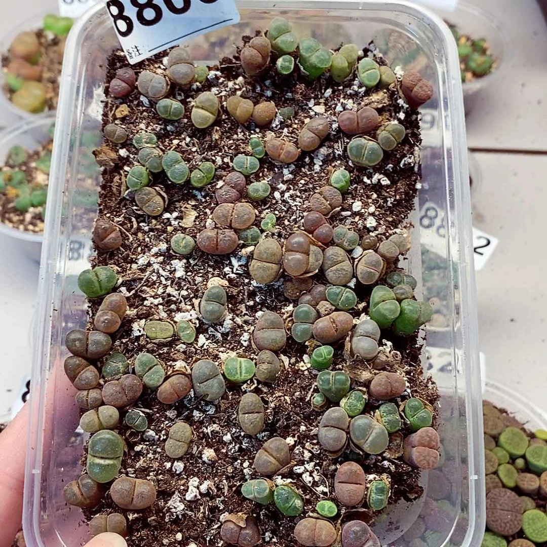 8806龙卡咯哦哦是啊