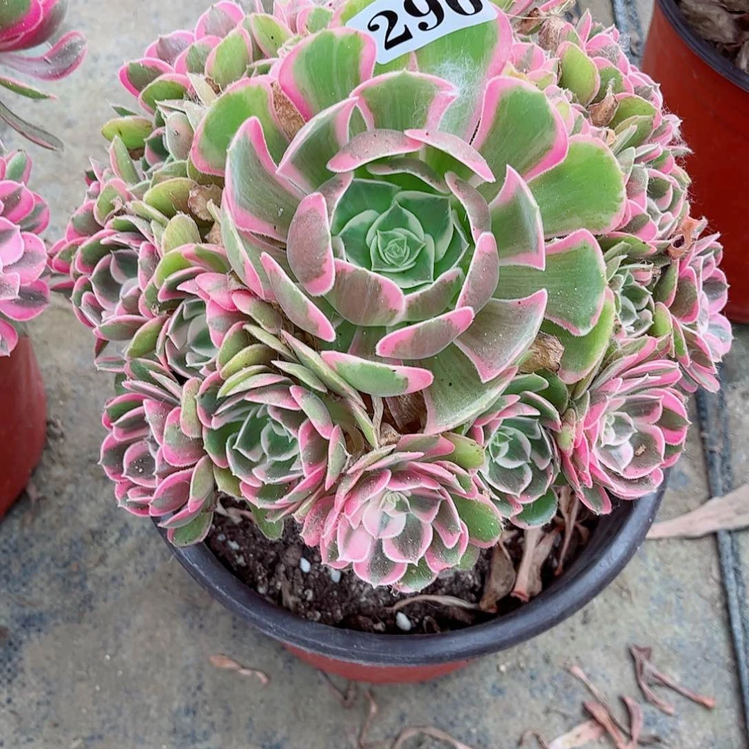 无花朵多肉植物男神296