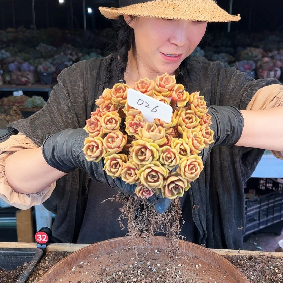 倪*026号大红袍108       肉