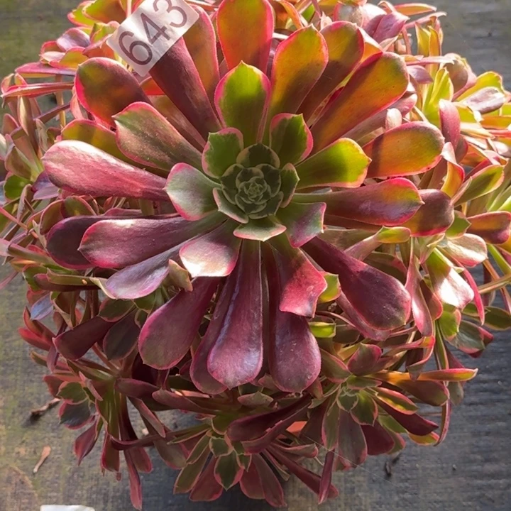 0000000000000643金丝玫瑰