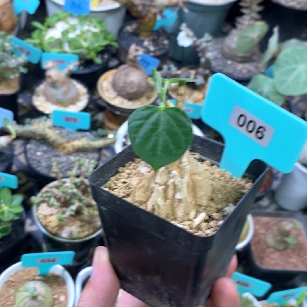 龟甲罗摩多肉植物