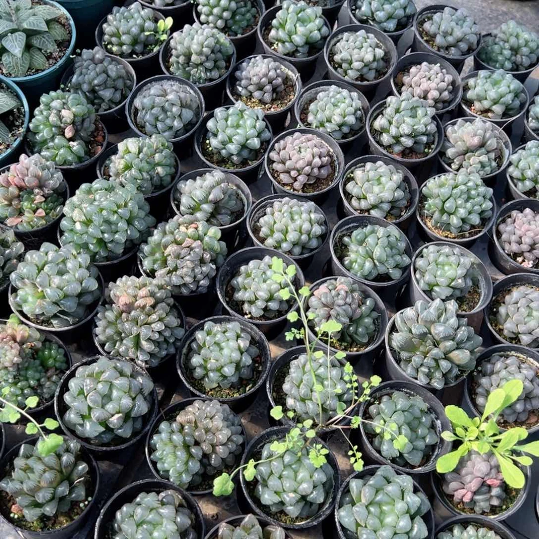 瑕疵万象盆孔明灯多肉植物一颗多肉