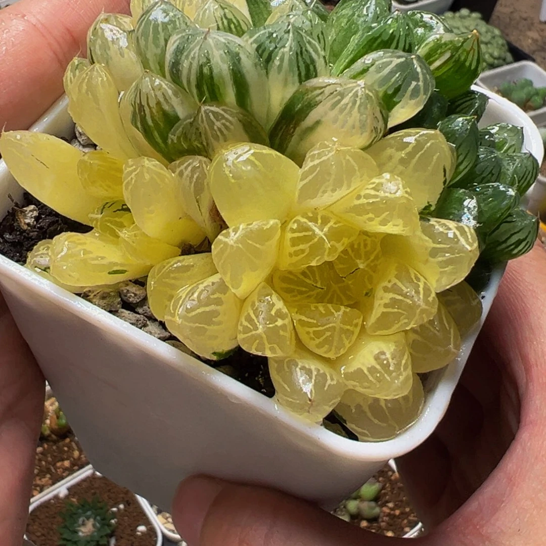 苏州玉露锦多肉植物