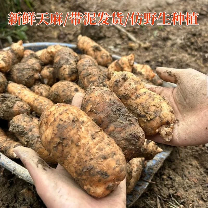 TIANQI/天齐集团贵州高山仿野生林下种植鲜天麻土里现挖顺丰包邮