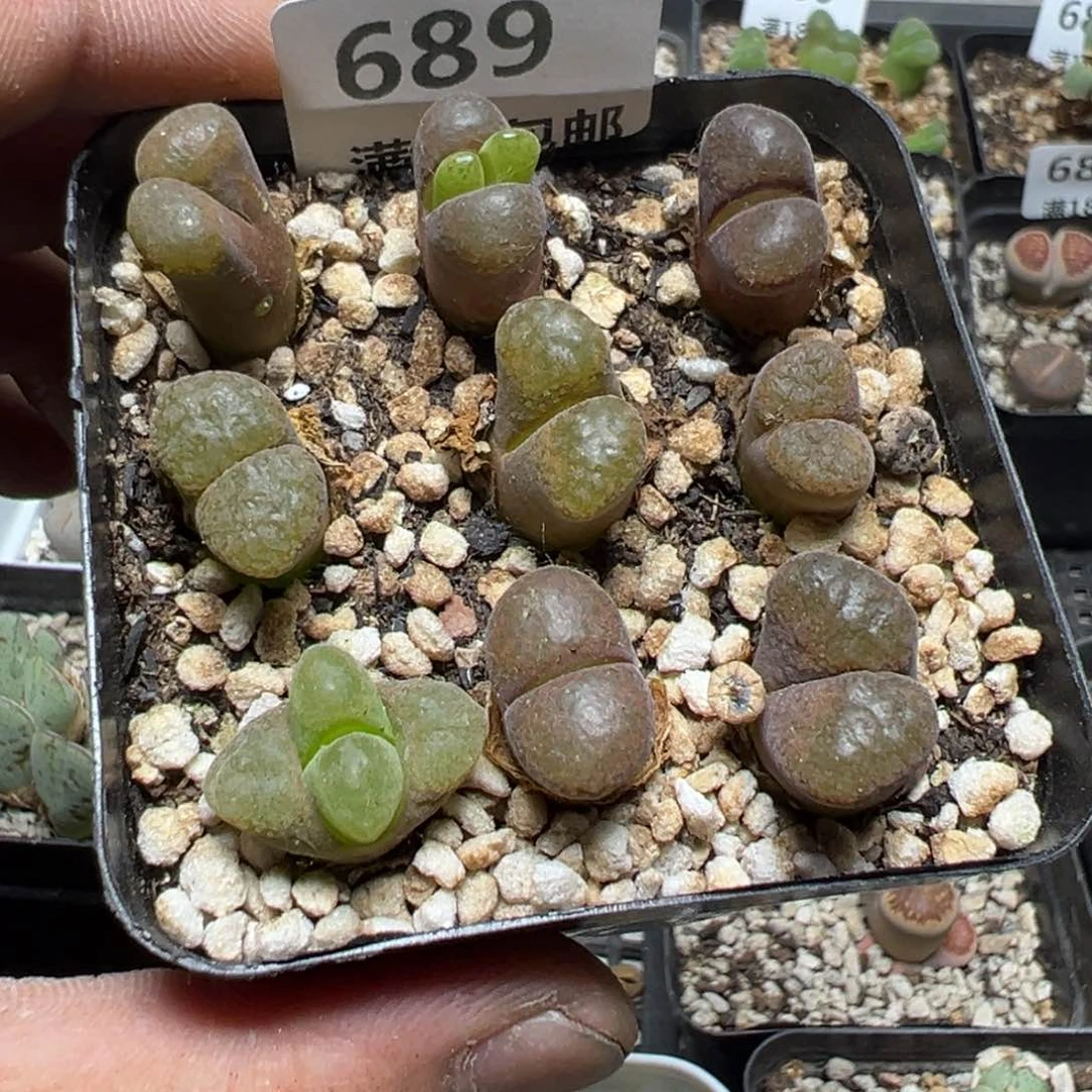 【闪购商品】 689。