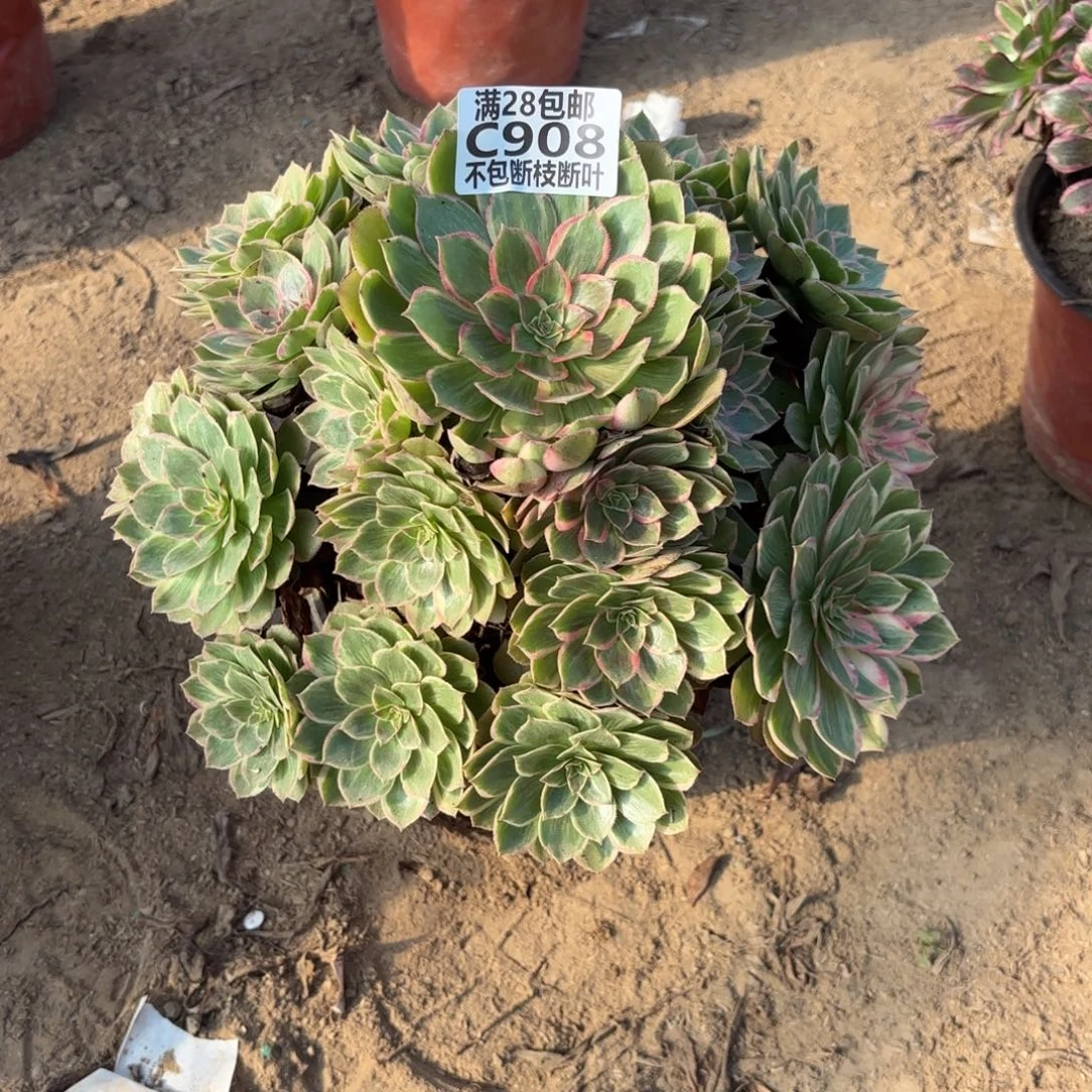 N 908莲花座多肉12233